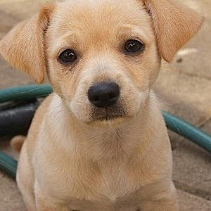 Meet your Posher, Paul